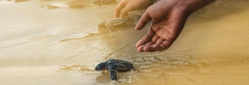Person releases small turtle into water.