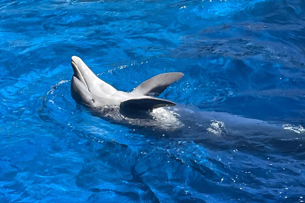 Dolphin