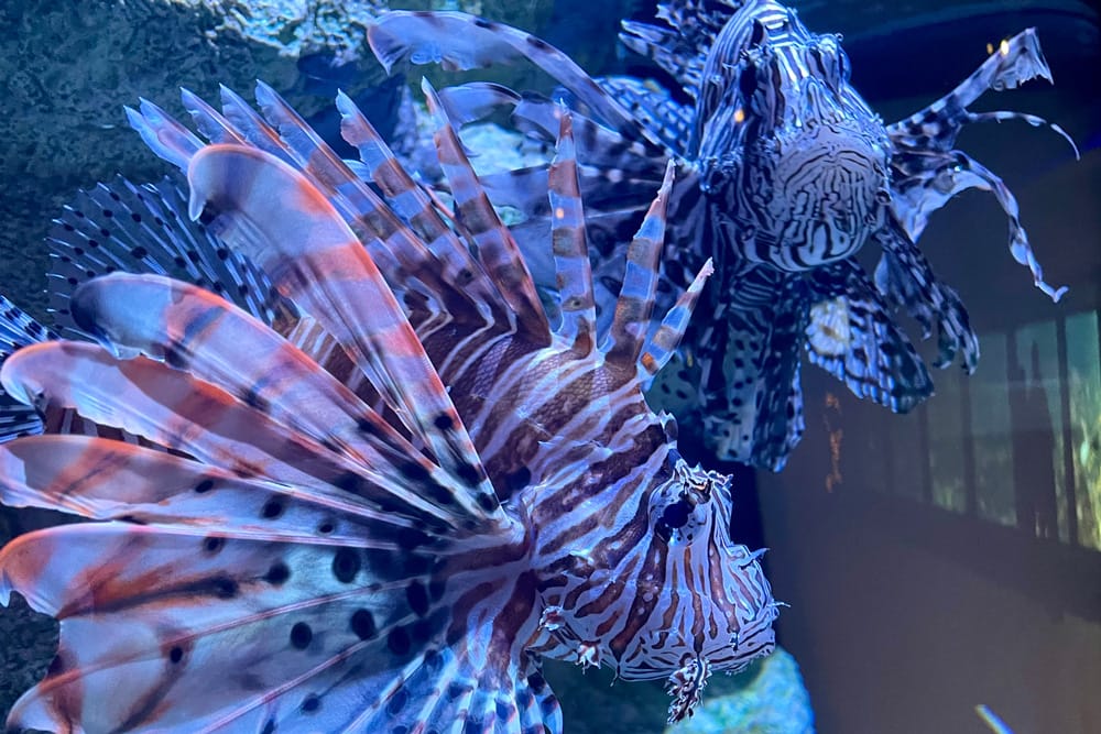 Aquarium