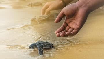 person releases small turtle into water